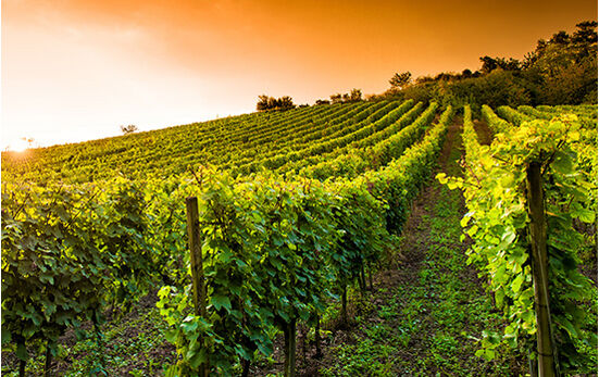 Fraudes dans le vin – Notre enquête au cœur du Bordelais et de la Bourgogne 