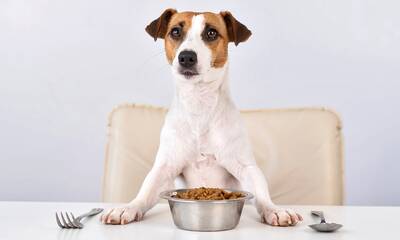 Alimentation des chiens et chats Quelle est l’enseigne la moins chère ?