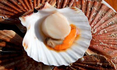 Coquilles Saint-Jacques ou simples pétoncles ? Comment ne pas se faire avoir