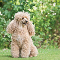 Caniche non conforme