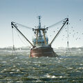 La pêche durable reste à quai ! •
#OnVeutPlusDuChalut