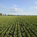 Les Sages sanctionnent une concertation locale biaisée