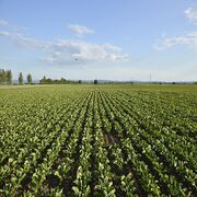 Pesticides Les Sages sanctionnent une concertation locale biaisée