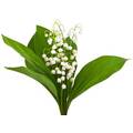 Une fleur pour les vendeurs