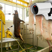 Abattoirs Le contrôle vidéo mis à mort ?