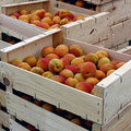 Alimentation •
L’abricot bientôt hors circuit court ?