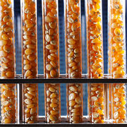 Alimentation Réticences vis-à-vis de l’homologation d’un maïs OGM