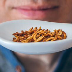 Aliments à base d’insectes Bientôt dans nos assiettes ?
