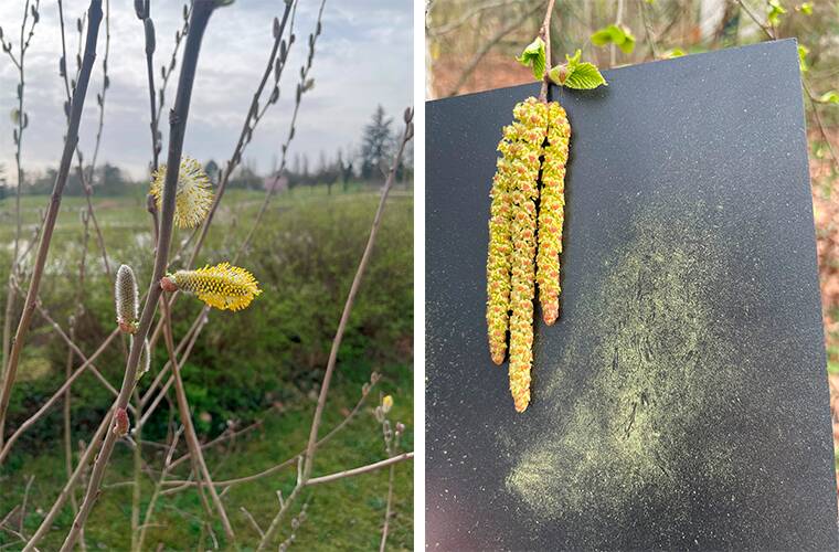 Allergies  Comment les pollens sont placés sous surveillance