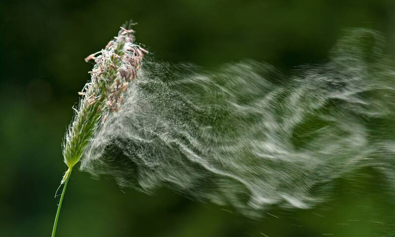 Allergies Comment les pollens sont placés sous surveillance