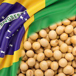 Amazonie en feu Peut-on éviter le soja brésilien ?