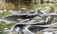 Anguilles Pourquoi il ne faut plus les pêcher
