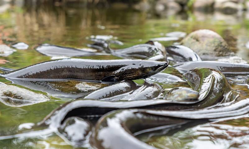 Anguilles Pourquoi il ne faut plus les pêcher Anguilles Pourquoi il ne faut plus les pêcher