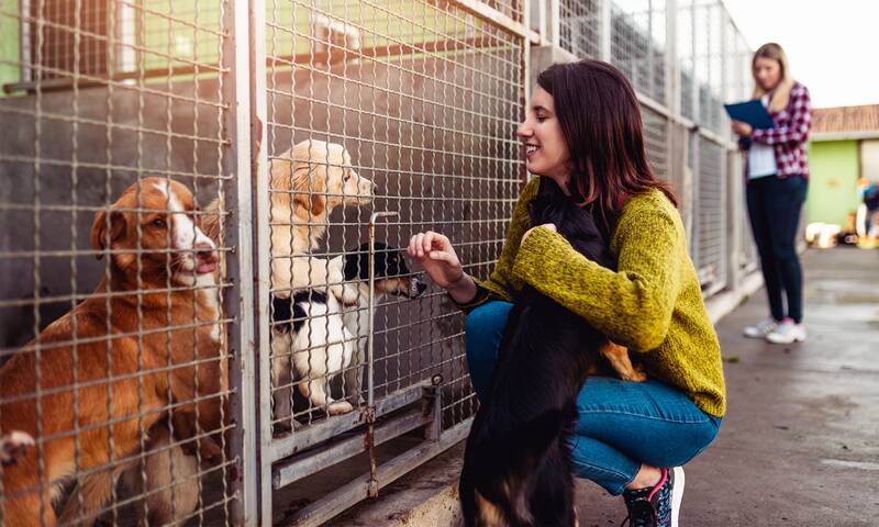 Animaux de compagnie - De nouvelles règles au moment de l’adoption
