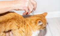 Animaux de compagnie Pourquoi il faut utiliser un antiparasitaire adapté