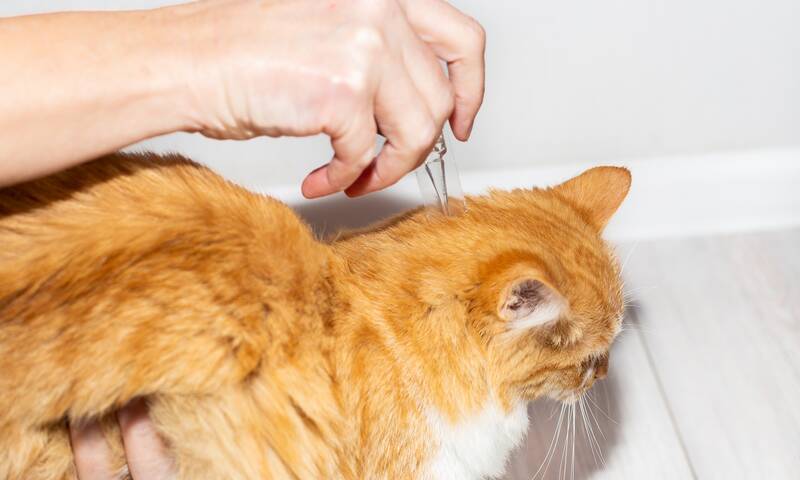 Animaux de compagnie Pourquoi il faut utiliser un antiparasitaire adapté Animaux de compagnie Pourquoi il faut utiliser un antiparasitaire adapté