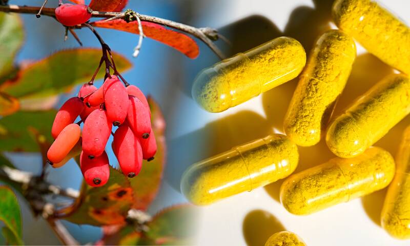 Berbérine Ce complément alimentaire fait-il vraiment maigrir ?