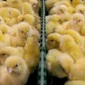 Bien-être animal •
La fin du broyage des poussins pour 2022