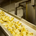 Bien-être animal •
Loué veut éviter l'abattage des poussins mâles