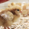 Une technique pour éviter le broyage des poussins mâles