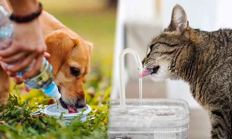 Canicule - Comment protéger chiens et chats de la chaleur