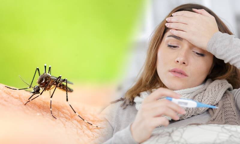 Chikungunya, dengue, Zika Pourquoi il faut consulter en cas de symptômes suspects