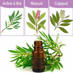 Compléments alimentaires Attention aux huiles essentielles d’arbre à thé, de niaouli et de cajeput