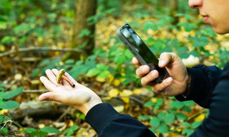 Cueillette des champignons Pourquoi il faut éviter les applications