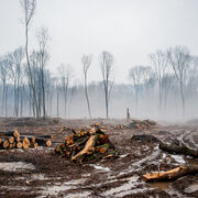Déforestation importée L’Union européenne veut interdire les importations destructrices