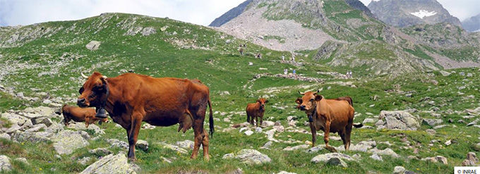 visuel inrae montagne vaches