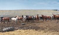 Fraude à la viande de cheval : ça recommence !