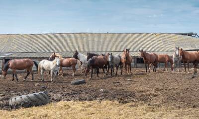 Fraude à la viande de cheval : ça recommence !