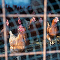 Grippe aviaire •
L’épidémie s’étend au Grand Ouest