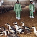 Grippe aviaire •
Rebelote pour les canards