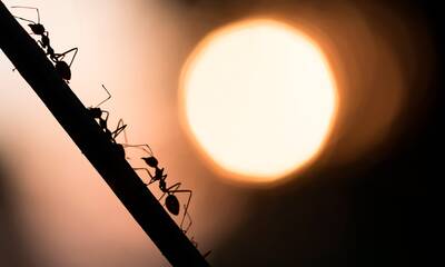 Insectes envahissants Les fourmis, discrets colonisateurs