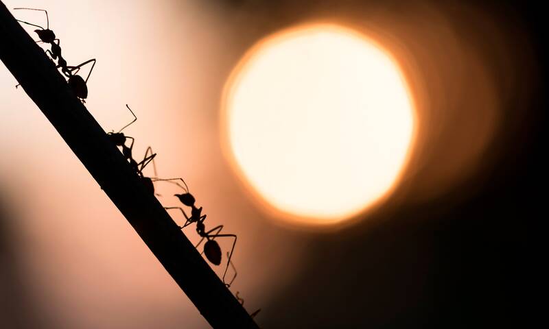 Insectes envahissants Les fourmis, discrets colonisateurs