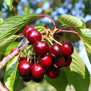 Tomates cerises