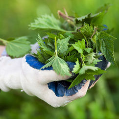 Jardiner sans pesticides Le purin d’ortie sauvé