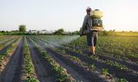 La Belgique autorise un pesticide génétique dans des conditions inquiétantes