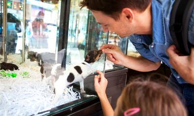 La vente de chiens et de chats en animalerie enfin sanctionnée
