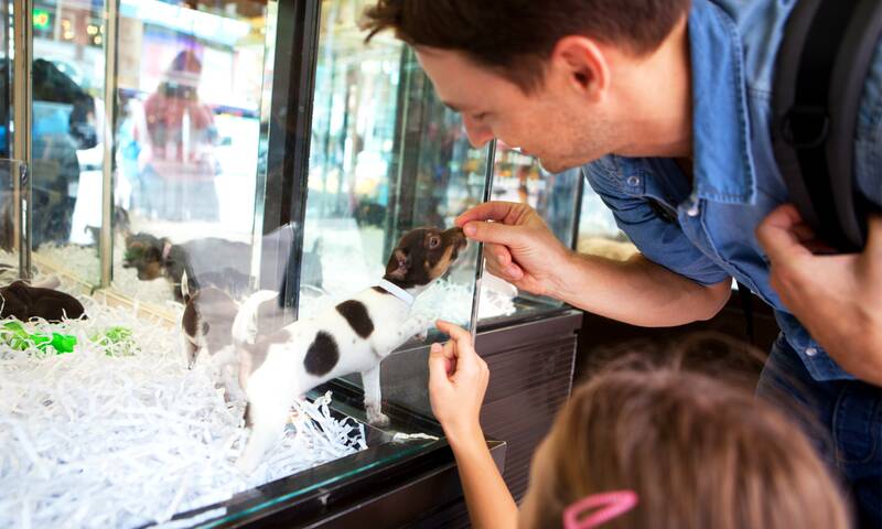 La vente de chiens et de chats en animalerie enfin sanctionnée