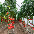 Légumes bio •
La culture de tomates bio sous serre échauffe les producteurs