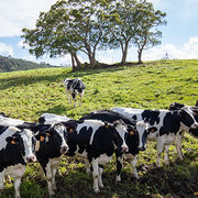 Leucose bovine Les vaches malades inquiètent la Réunion