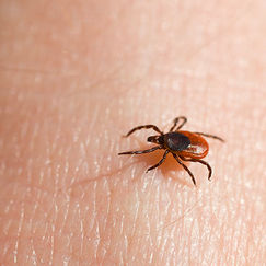 Maladie de Lyme Comment éviter les piqûres de tique