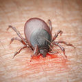 Maladie de Lyme •
Polémique sur les centres de référence