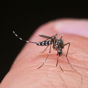Maladies transmises par les moustiques Un risque à venir en Europe