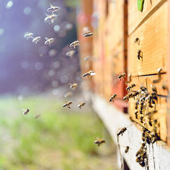 Mortalité des abeilles L’agriculture intensive sur la sellette