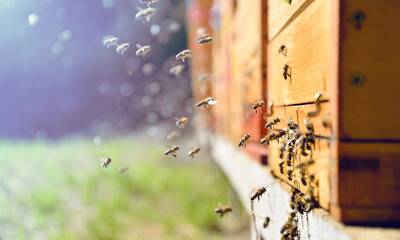 Mortalité des abeilles L’agriculture intensive sur la sellette