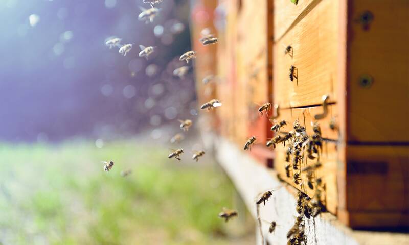 Mortalité des abeilles L’agriculture intensive sur la sellette
