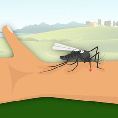 Moustiques (infographie) Vous et les piqûres de moustiques